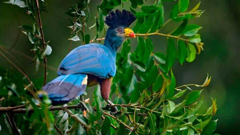 kibira national parc